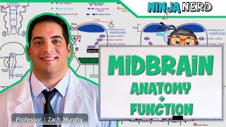 Neurology  Midbrain Anatomy amp Function [upl. by Demahum]