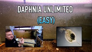 How I Raise Daphnia Water Fleas And You Can Too [upl. by Atul985]