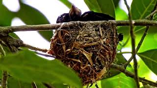 Amazing Cup shaped nest of Black Drongo and Greater rackettailed drongo [upl. by Ahsitan]