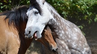 Beautiful Natural Stallion amp Mare Courtship Dance [upl. by Cleary876]