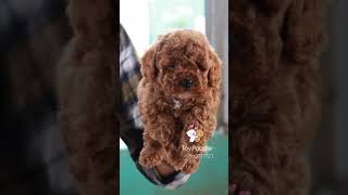 Poodle Puppies Available poodletoypoodlemaltipoomaltesepuppykennelpetshopchristmas [upl. by Small638]