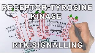 Receptor Tyrosine Kinase  RTK Signalling [upl. by Dahlia]