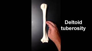 Anatomy of the Humerus [upl. by Yelik]