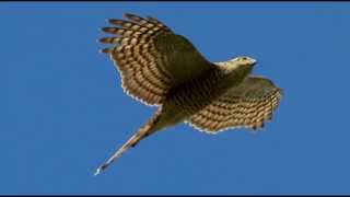 Sparrowhawk Bird Call Bird Song [upl. by Peder347]