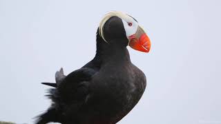 Tufted Puffins [upl. by Donal]