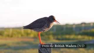 British Waders [upl. by Chapell]