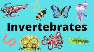 The Diversity of Invertebrates [upl. by Jer332]