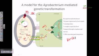 Agrobacterium mediated gene transformation in plants [upl. by Justinn]