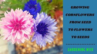 Growing Cornflowers from seeds to beautiful flowers and to harvesting seeds  Cornflowers in a pot [upl. by Ecnarret]