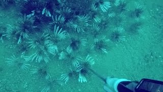 Pensacola Lionfish HuntingAgain [upl. by Sheng]