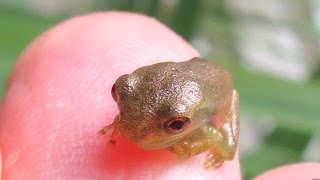 Cute Baby Tree Frogs [upl. by Longo109]