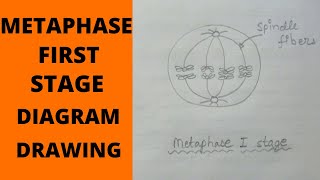 Metaphase 1 Stage  How to Draw Metaphase 1 Stages of Meiosis  What is MetaphaseMetaphase 1 Stage [upl. by Santoro725]