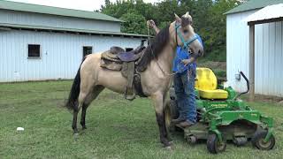 Buckskin Registered TWH Mare FOR SALE  Jacob Parks Horsemanship [upl. by Matthaus240]