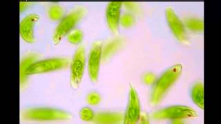 Euglena [upl. by Roxane]