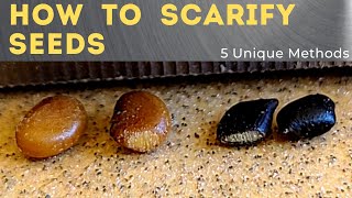 5 Ways to Scarify Seeds  Seed Scarification 101 [upl. by Aihpledalihp478]