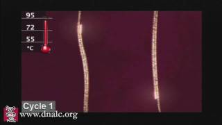 Polymerase Chain Reaction PCR [upl. by Fitts]