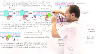 Phosphoinositide Signal Pathway [upl. by Maxey168]