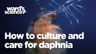 Caring and Culturing for Daphnia [upl. by Vigor517]