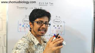 ELISA test procedure  what is elisa assay [upl. by Ttiwed]