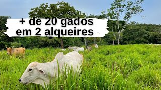 QUANTOS GADO DÁ PARA CRIAR EM 1 2 ALQUEIRES DE TERRA🐮🐮 LUCRO COM GADO EM POUCA TERRA💰💰 EDMILSON [upl. by Radmilla]