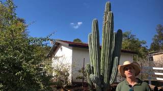 Pachycereus pringlei The Mexican Cardon Cactus [upl. by Merv]