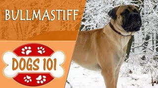 Dogs 101  BULLMASTIFF  Top Dog Facts About the BULLMASTIFF [upl. by Raseta]