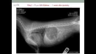 Tracheal Collapse in Dogs [upl. by Assiled2]