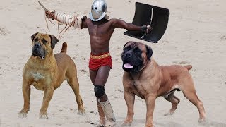 10 Most Powerful Mastiff Dog Breeds [upl. by Annnora]