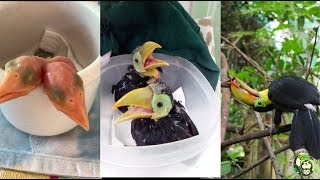 Baby Toucans day 1 to 100 days old [upl. by Dlanod]