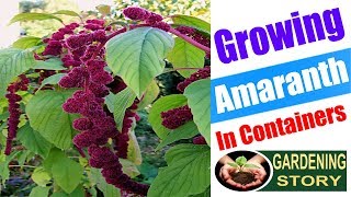 Growing Amaranth In Containers  How To Grow Amaranthus  Gardening story [upl. by Sille]