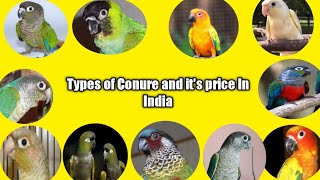 Types and Price list Conure Birds  In India [upl. by Inglis]