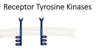 Receptor Tyrosine Kinases  RTK [upl. by Standford362]