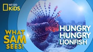 Hungry Hungry Lionfish  What Sam Sees [upl. by Wheaton]