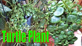 How to grow STRING OF TURTLES Peperomia prostrata [upl. by Lenoj]