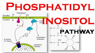 Phosphatidylinositol pathway [upl. by Malliw]