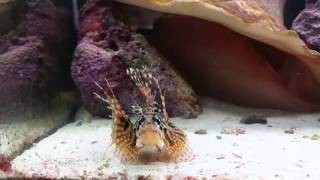 quotLeoquot Feeding Our Dwarf Zebra Lionfish [upl. by Fin]