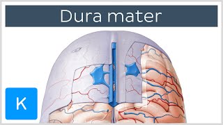 Dura mater  Function Location amp Layers  Neuroanatomy  Kenhub [upl. by Alleuqcaj]