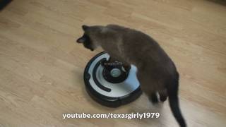 Cat shows HOW TO use iRobot Roomba Vacuum [upl. by Adama351]