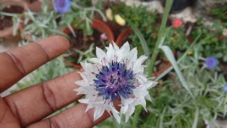 How to grow and care cornflower plant in winter and summer care tips [upl. by Nnek]