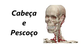 Anatomia das Artérias em 3D  Cabeça e Pescoço [upl. by Nylcaj]