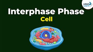 Phases of Interphase  Cells  Dont Memorise [upl. by Cyndia]