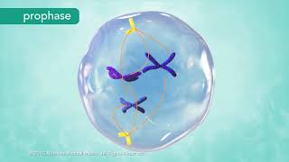 M Phase of the Cell Cycle [upl. by Henka]