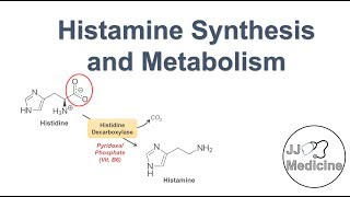 Histamine Synthesis and Metabolism Pathway [upl. by Astraea]