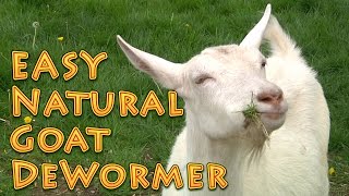 At Home Natural Goat DeWormer Goat Basics 101 [upl. by Wilfred]