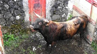 O Touro 17 Para As Touradas De Corda  Ilha Terceira Açores [upl. by Ferguson]