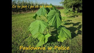 Paulownia  co to jest i po co to komu [upl. by Nrubua118]