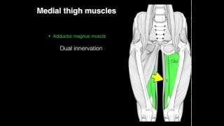 Medial compartment thigh muscles [upl. by Anived]