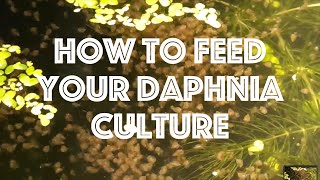 How To Feed Your Daphnia Culture [upl. by Chaffin]