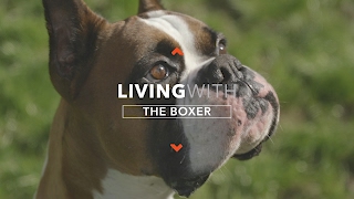 ALL ABOUT LIVING WITH BOXER DOGS [upl. by Denny]