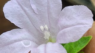 Ruellia prostrata [upl. by Dicky]